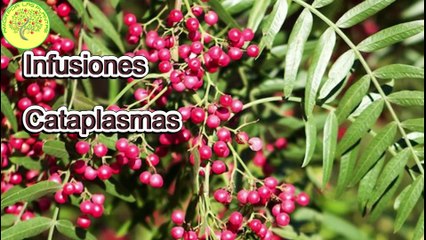 Pirul sagrado sanador espiritual y fisico