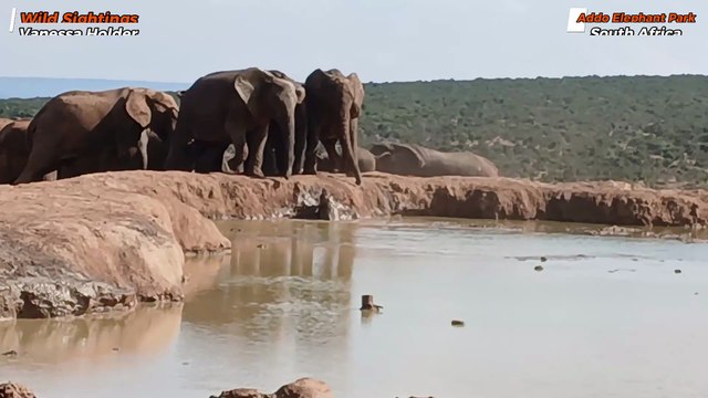 Desperate Elephant Herd Unites to Save Drowning Calf in Dramatic Rescue