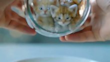 So Cute You’ll Melt! 😻 Tiny Kittens Playing in a Bowl 🐾💕