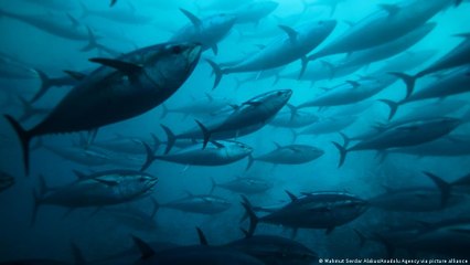 باحثون يطورون بديلاً للأسماك من نباتات البحر