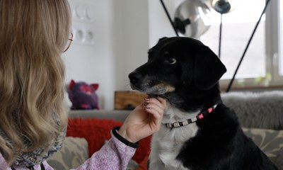 Près de Sarreguemines, Victoria et Bounty visent l'exploit au Grand Prix de France d'agility