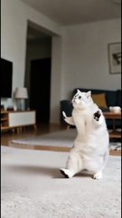 😹 Funny Cat Compilation 2025 – Non Stop Laughter Guaranteed  20