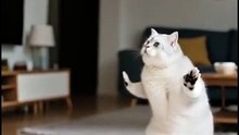 😹 Funny Cat Compilation 2025 – Non Stop Laughter Guaranteed  20
