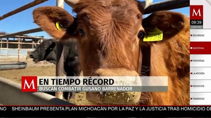 México y EE.UU. producirán 500 millones de moscas para frenar plaga