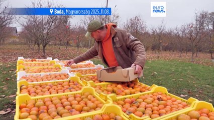 Távol-keleti gyümölcsöt termeszt egy bodai termesztő