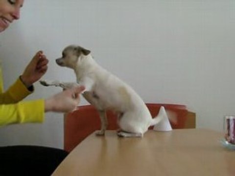 Chihuahua Bianka donne la patte - Agility - Dressage