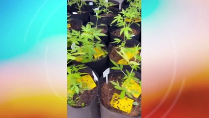 Operação Policial no Jardim Paulista e Caetés: Desmantelando Estufa de Maconha e Tráfico de Drogas em Áreas de Difícil Acesso