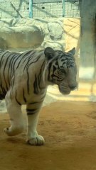 beautiful view wildlife park in Abu Dubai