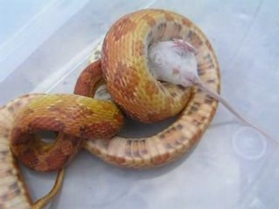 2. Relache Hypomelanistique