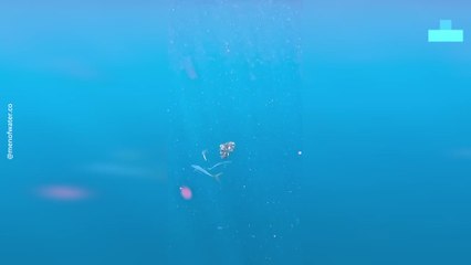 Rare Sighting of Juvenile Puffer Fishes