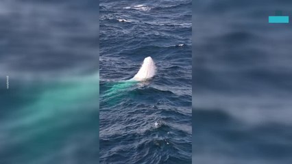 Rare Albino Whale Spotted Breaching Water
