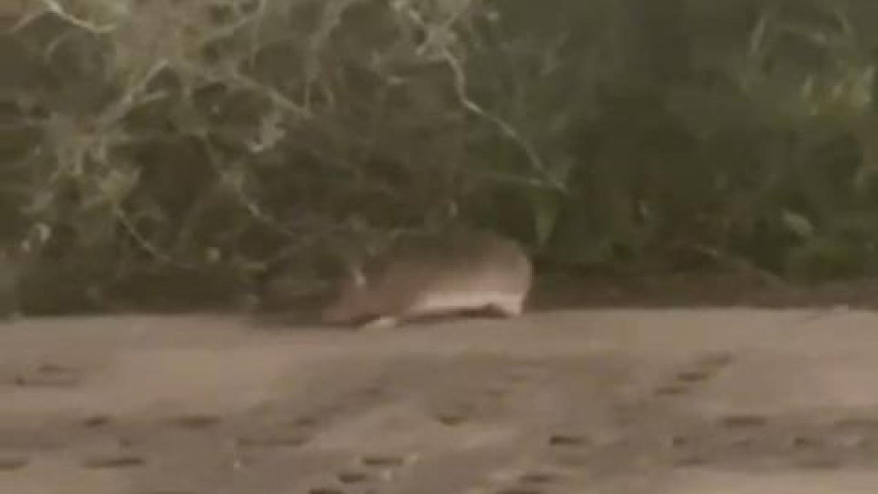 Ratas en el centro de Zaragoza