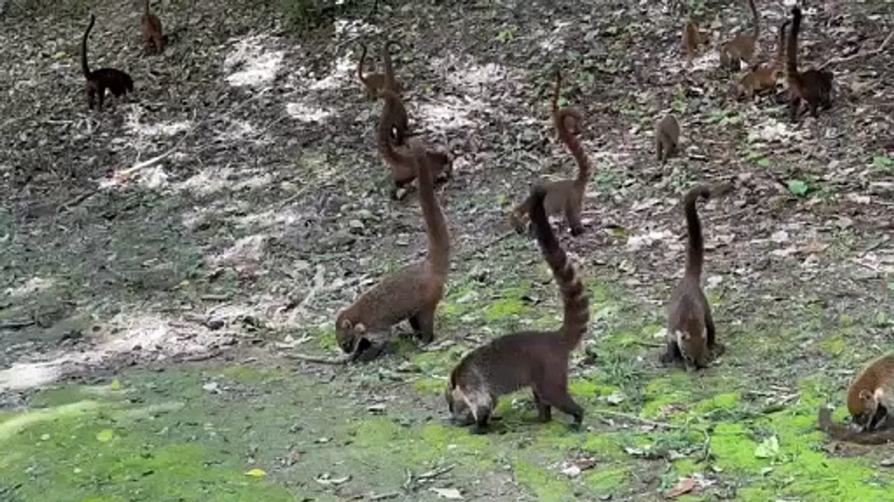 Parque nacional Tikal