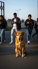 This Dog Waited a Decade for His Best Friend  🐾💔