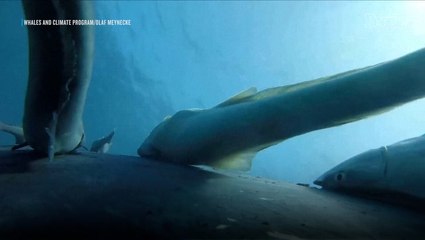 Rare Video Shows Sucker Fish on a ‘Whale-Surfing Joyride’