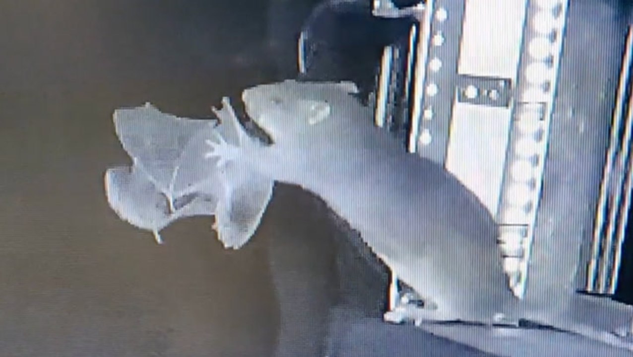 Rat grabs bat out of the air and bites it in moment caught on video for the first time