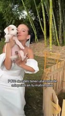 Veterinaria incluye una zona de adopción de perritos en su boda
