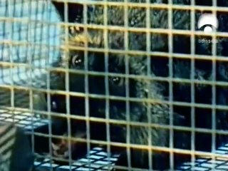 Los Perros Que Cambiaron El Mundo: El Asenso De Los Perros