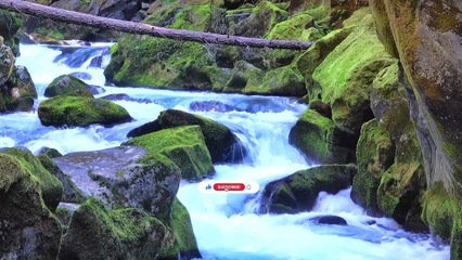 Where the River Meets the Soft Morning Light