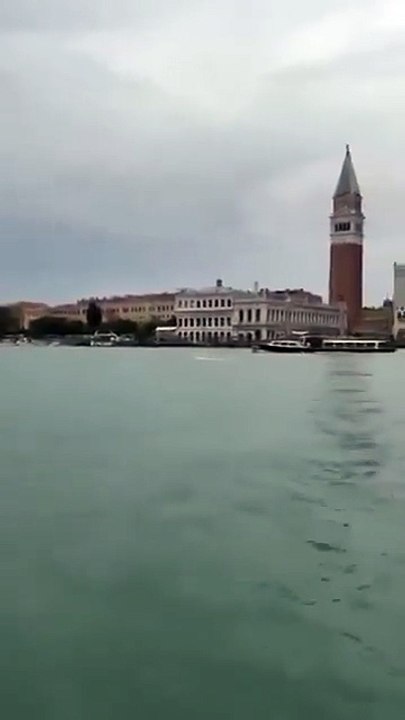 🇮🇹🐬 Un dauphin sauvage aperçu dans les eaux de Venise, près de la place Saint-Marc.