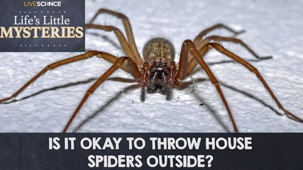 Should You Release House Spiders Outdoors?