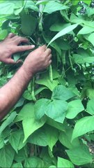 How to harvest pole beans?
