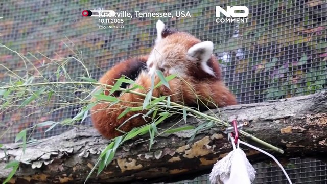 Estados Unidos: crias de panda-vermelho veem neve pela primeira vez num zoo