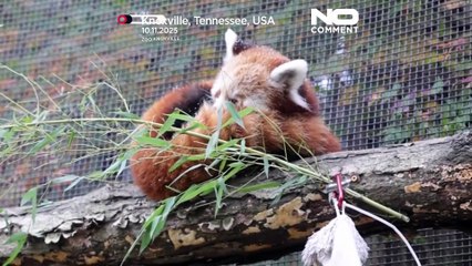 Crías de panda rojo ven la nieve por primera vez en un zoológico de Estados Unidos