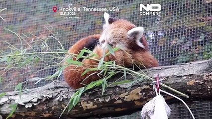 Młode pandy rude pierwszy raz zobaczyły śnieg w amerykańskim zoo