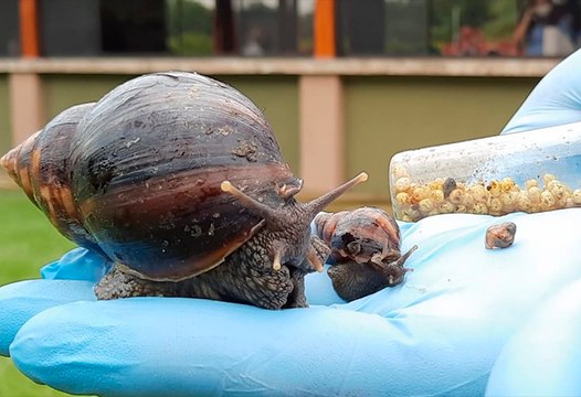 SFE trabaja para evitar que plaga de caracoles gigantes africanos llegue a zonas agrícolas