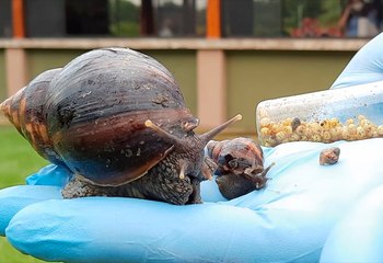 SFE trabaja para evitar que plaga de caracoles gigantes africanos llegue a zonas agrícolas