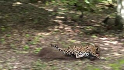 Jaguar Appears and Grabs Coati Before Vanishing