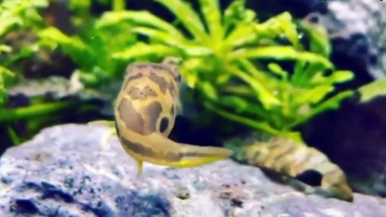 FRESHWATER PUFFERFISH