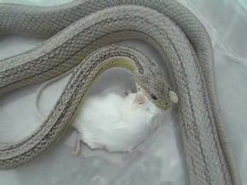 3. Saisie Pastel ligné F