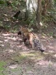 Jaguar Shows Incredible Agility While Attacking Coati