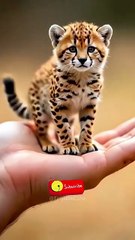 Cheetah Cub's First Step 🐆💕 #shorts #short #shortvideo #shortsvideo #shortsfeed #shortsviral #viral