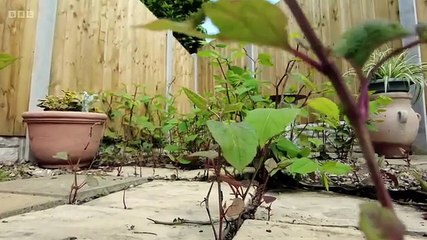 Rip off Britain - Season 17 Episode 16 - New home knotweed no-one told us about