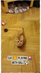 🐈 Cat playing 🎴 with a ball ⚽ #sports #animals
