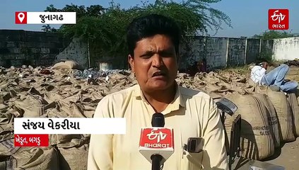 ટેકાના ભાવે મગફળી ખરીદીની થઈ શરૂઆત, જુનાગઢ સેન્ટરમાં 5,000 કરતાં વધારે ખેડૂતોનું રજીસ્ટ્રેશન