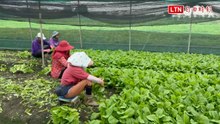 先前受災數十萬元！雲林菜農趁風雨未大搶收 盼「鳳凰」行行好