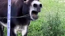 This content for evryoneAnimals That Will Make You Laugh Nonstop!” “Funniest Animal Moments Caught on Camera!” “Try Not to Laugh – Hilarious Animal Fails Compilation!” “Cute and Funny Animals Doing Crazy Things!” “Ultimate Funny Pets Compilation 2025” “La