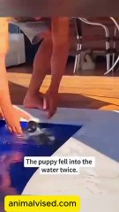 🤣 Funny Animal Video 2025 😹🐶 | Try Not To Laugh Challenge 😂 | Animal Voice