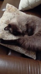 A Bit Of Stretching In The Morning :) #cat #shorts #GoodMorning