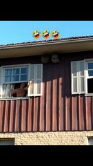 Wasp Nest Removal Gone WRONG! 🤣 Man Tries the DANGEROUS DIY Way!