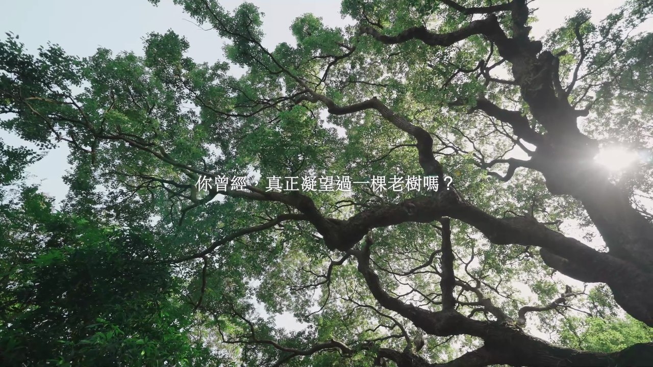 楊錦聰《心的凝望》MV - 一起走訪北台灣三棵老樹
