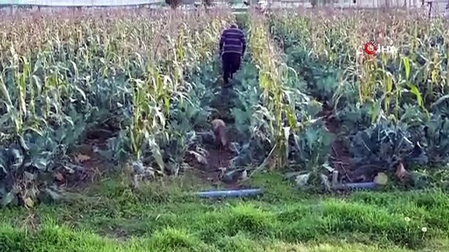 Amasya’da sıradışı dostluk: Çiftçi sera korucusu tilkiyi besliyor
