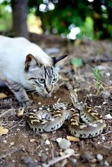 Cat vs. Snake! The Ultimate Showdown ⚔️ (1)