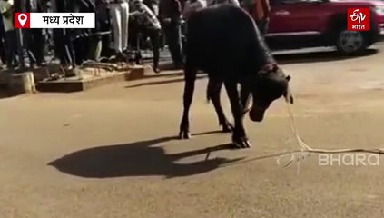 शिवपुरी की सड़क पर बेकाबू होकर दौड़ा पंजाब से आया भैंसा, साइकिल और बाइक सवार घायल