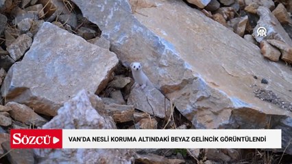 Van'da nesli koruma altındaki beyaz gelincik görüntülendi