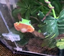 A Tree Frog demonstrates how it "adheres" to surfaces like leaves (or glass)
